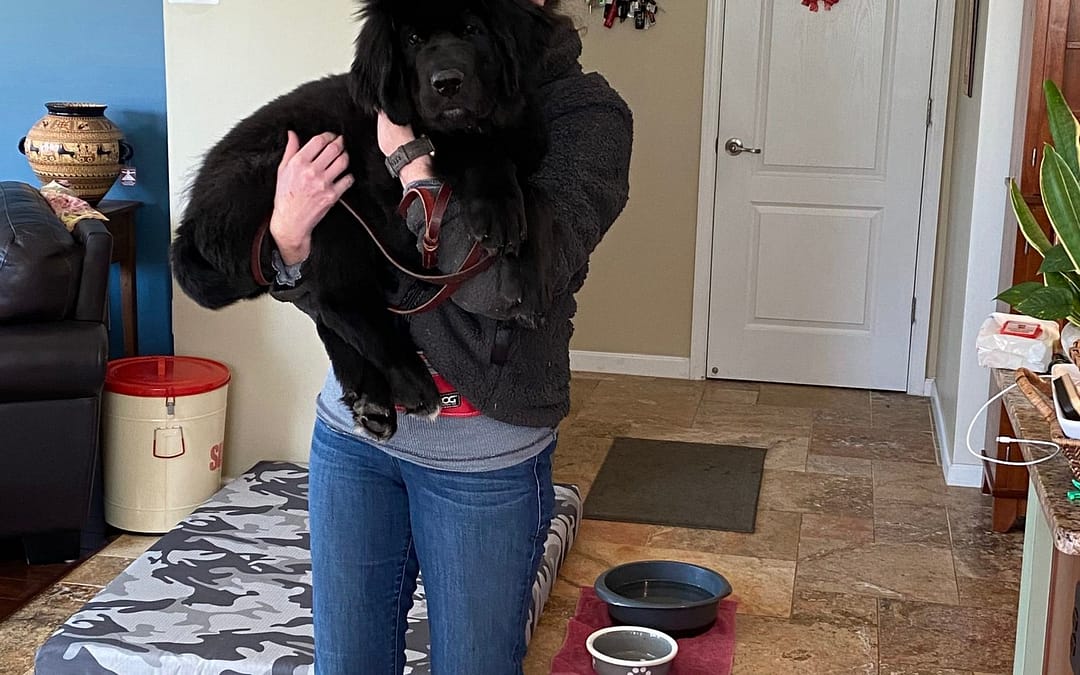 Quilting Gone to the Dogs