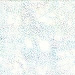 Hoffman 885-532 Aurora
