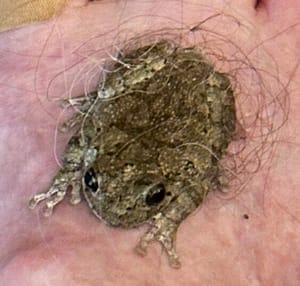 A small gray toad resting on a foot, rescued from inside the house before being released outside.